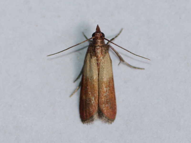 Chi ? - Plodia interpunctella, Pyralidae